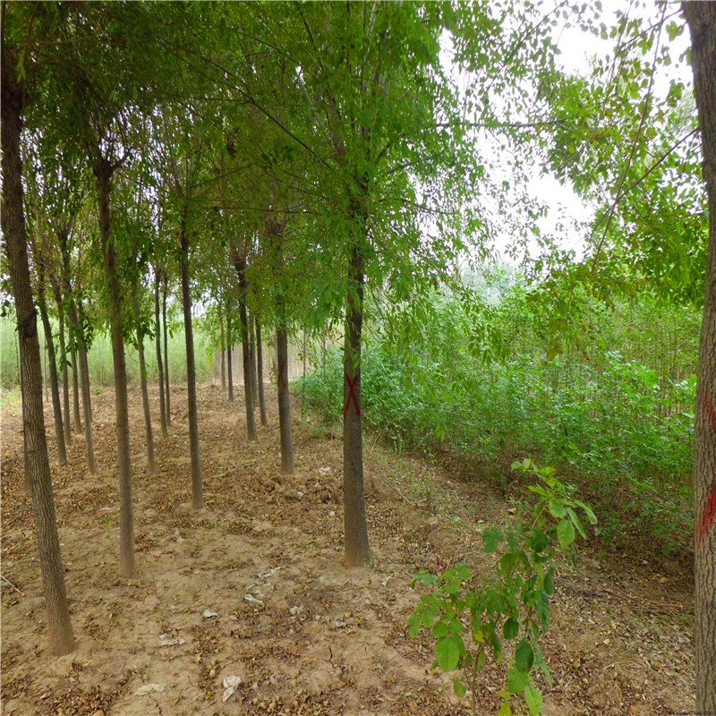 白蜡树基地