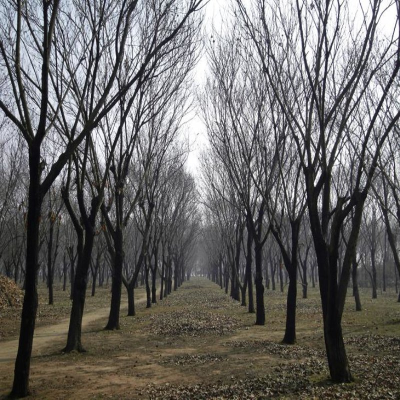 板栗树价格