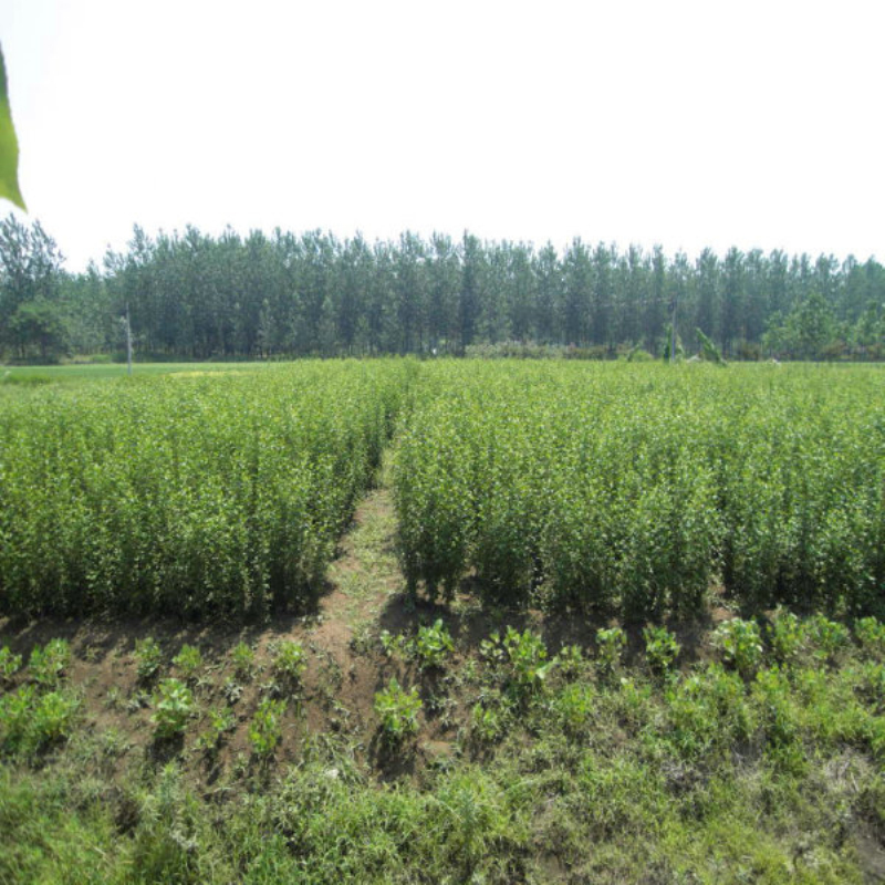 丛生木槿价格