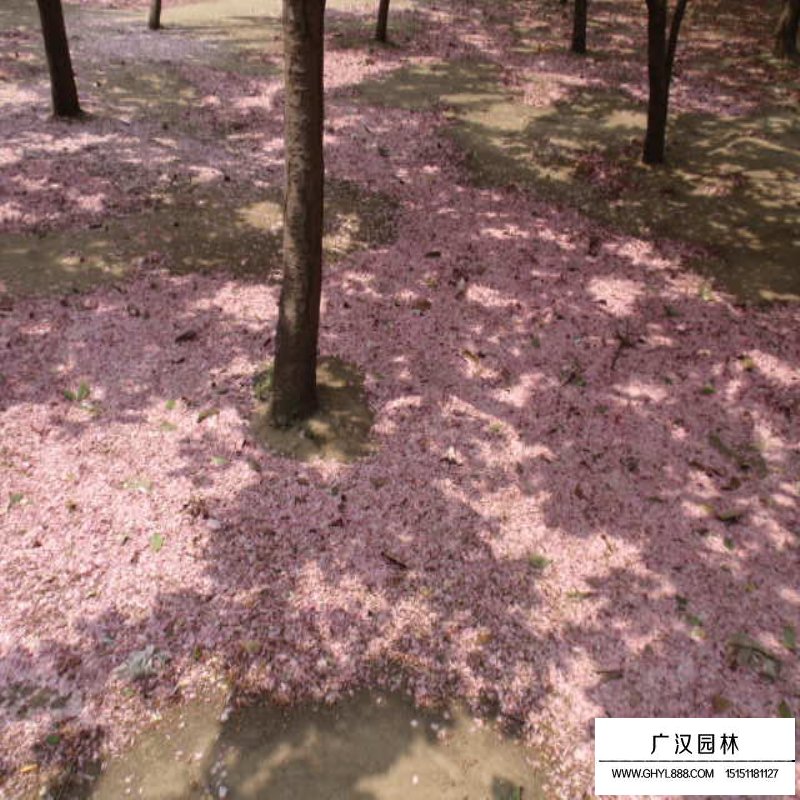 福建山樱花基地