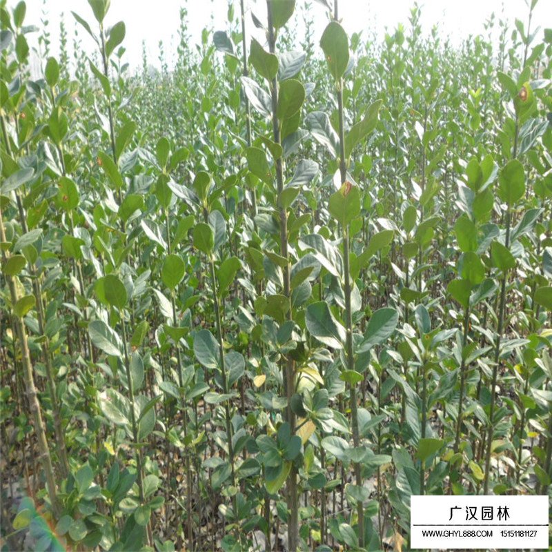 北海道黄杨的种植方法(图1)