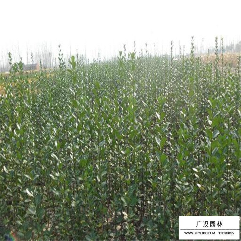北海道黄杨的种植方法(图2)