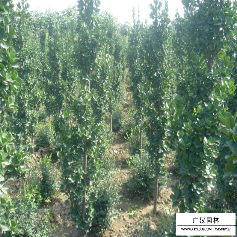 北海道黄杨的种植方法(图3)