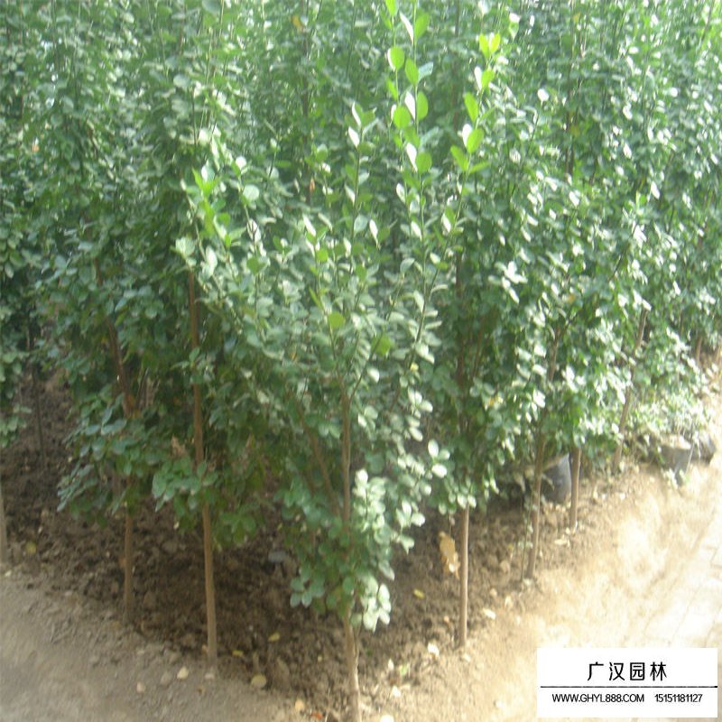 北海道黄杨的种植方法(图4)