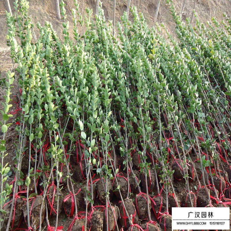 北海道黄杨的种植方法(图6)