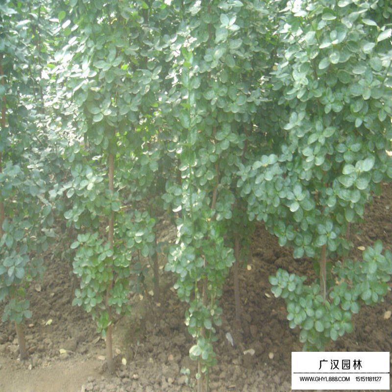 北海道黄杨的种植方法(图7)