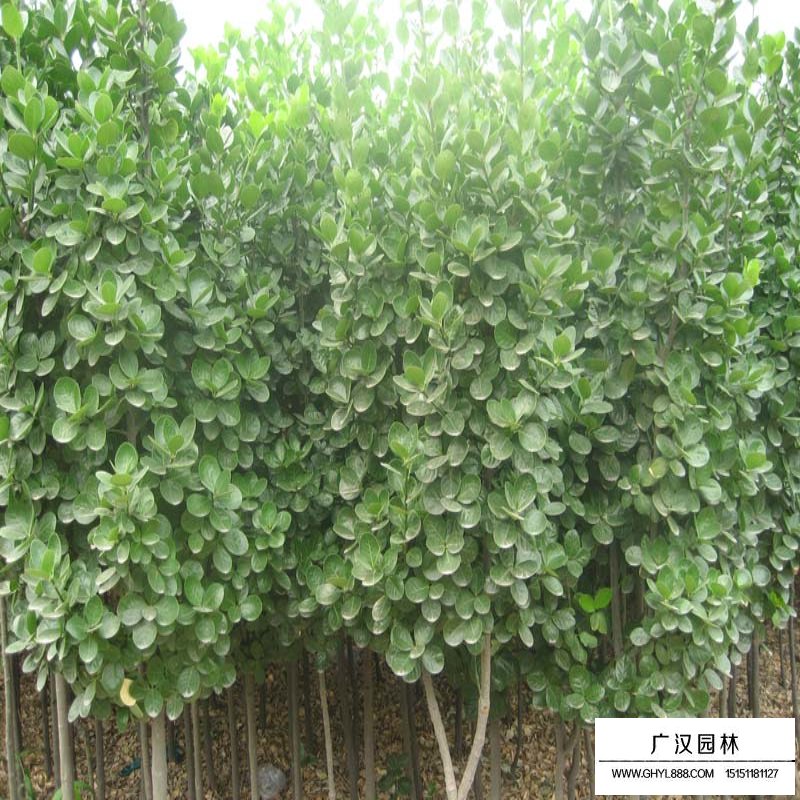 北海道黄杨的种植方法(图9)