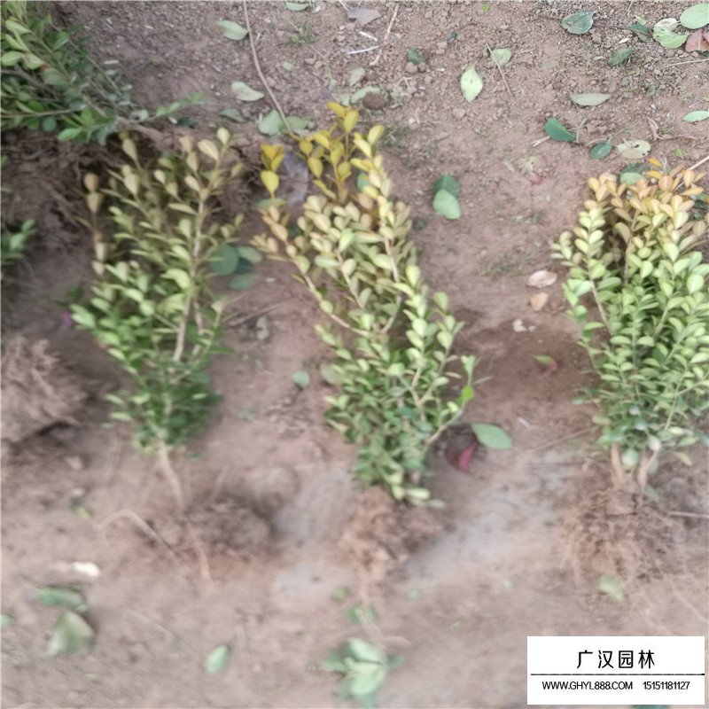 瓜子黄杨