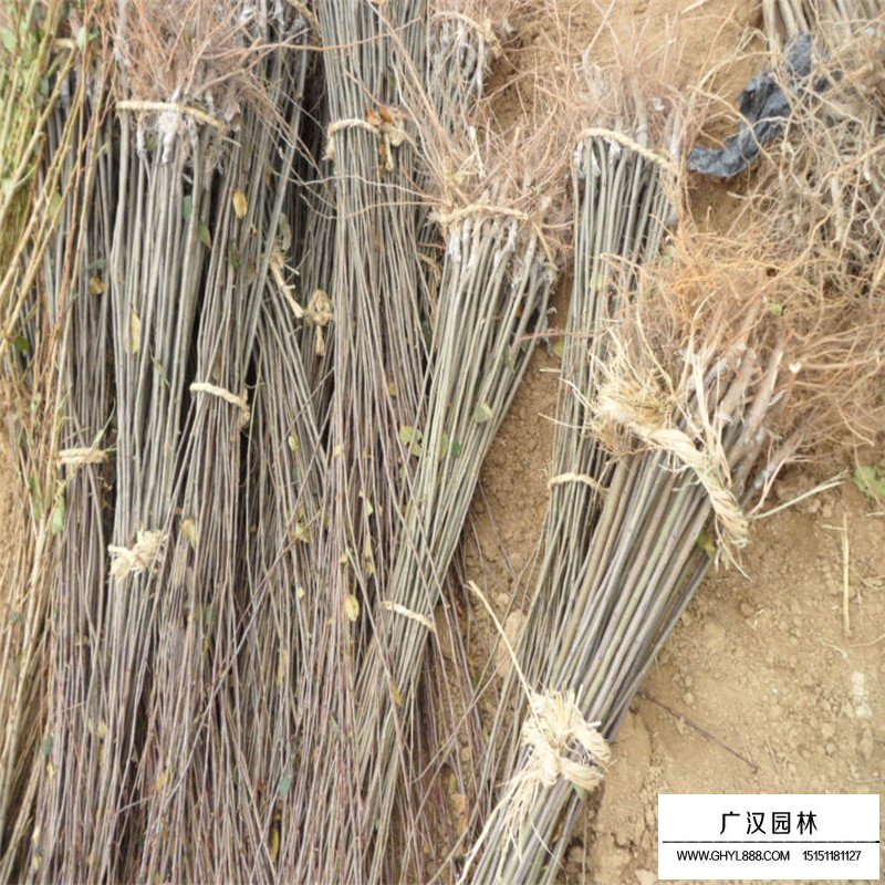 红宝石海棠基地
