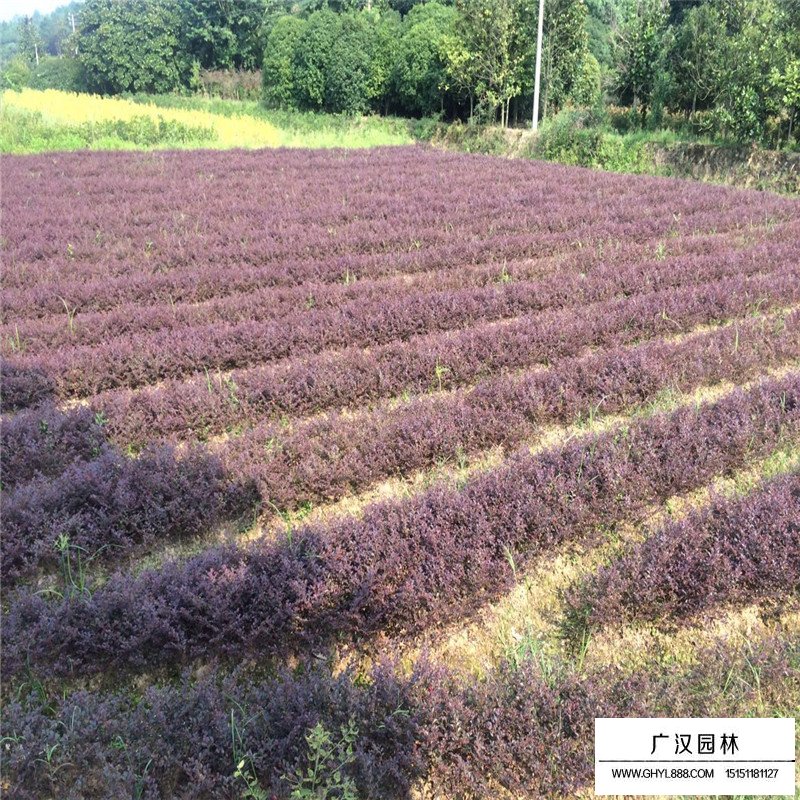 红花继木沭阳基地