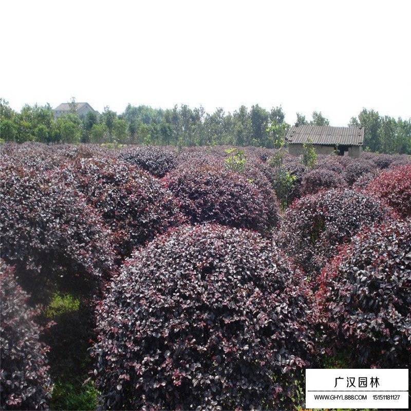 红花继木沭阳基地