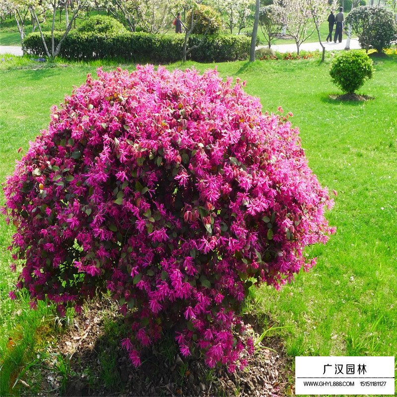 红花继木沭阳基地