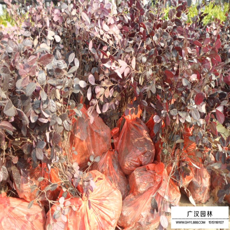 红花继木沭阳基地