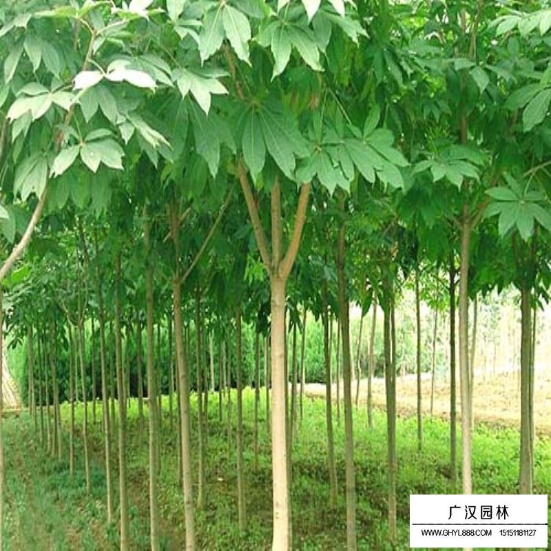 红花七叶树沭阳基地