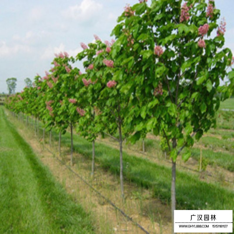 红花七叶树沭阳基地
