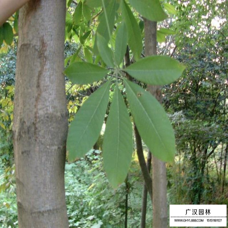 红花七叶树沭阳基地