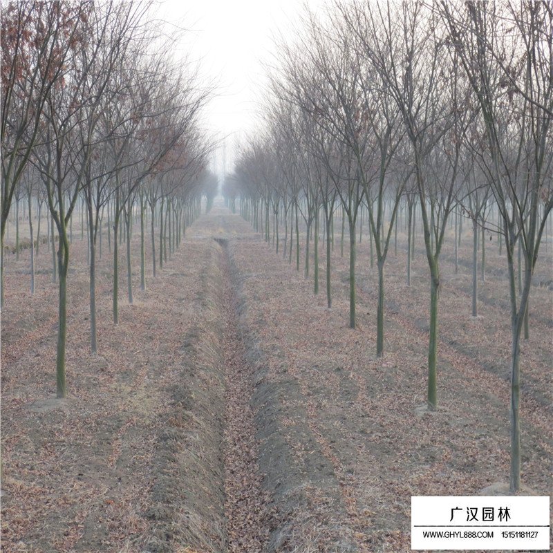 红榉树沭阳基地