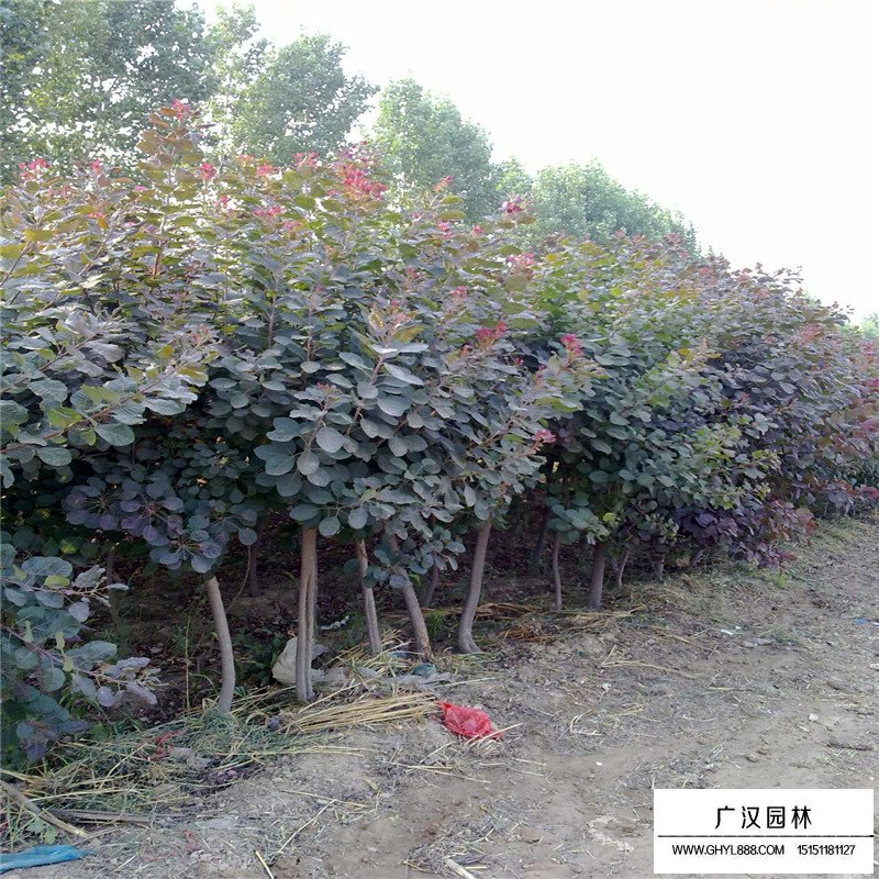 沭阳红栌基地