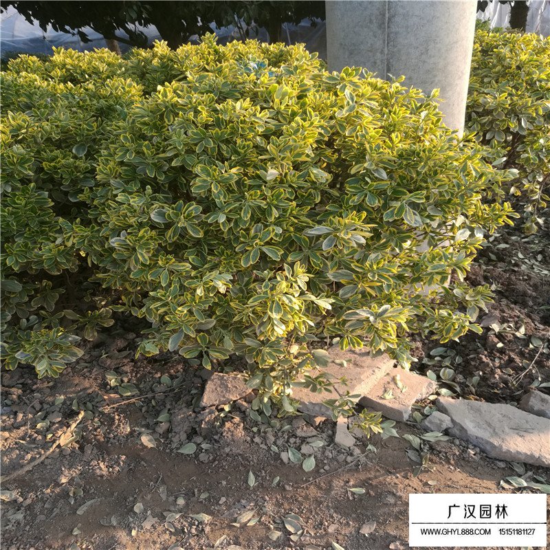 金边黄杨球