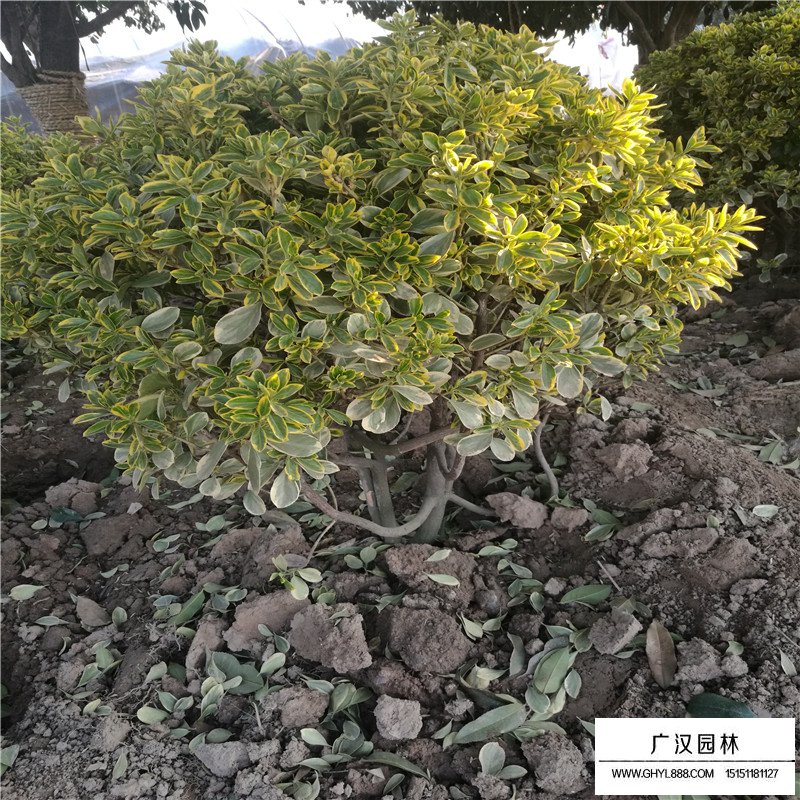 金边黄杨球
