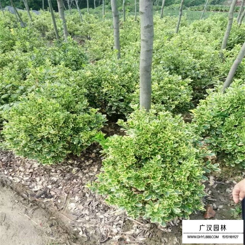 金边黄杨球