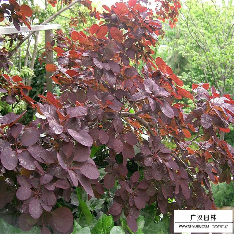 美国红栌价格