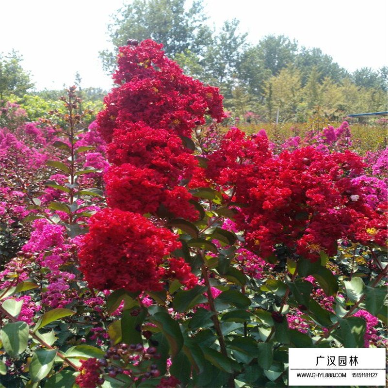 美国紫薇基地