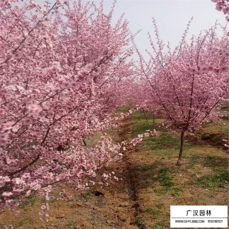 美人梅价格