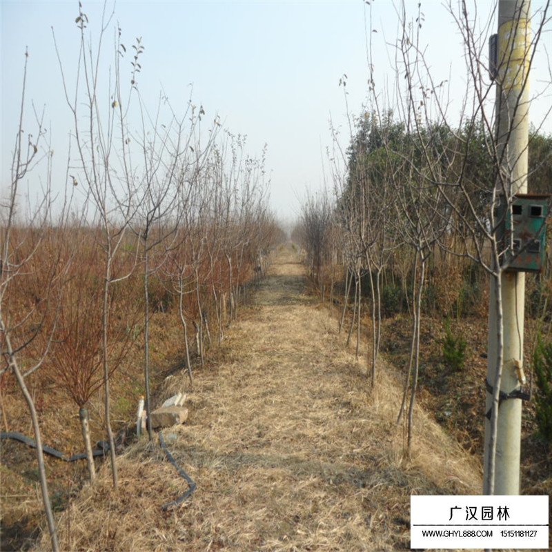 木瓜海棠基地