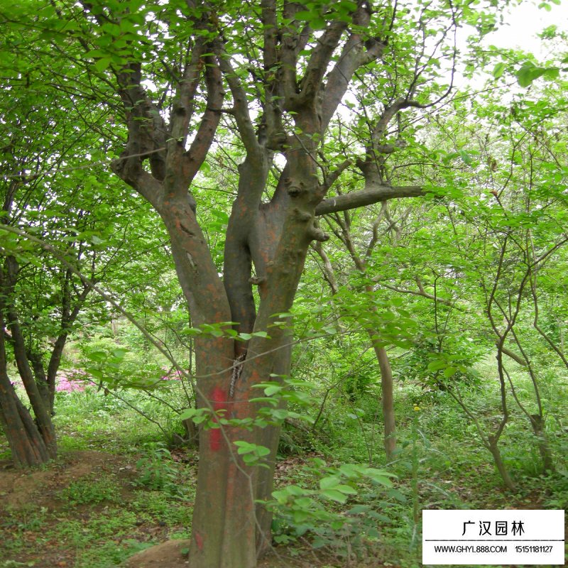 沭阳木瓜树价格