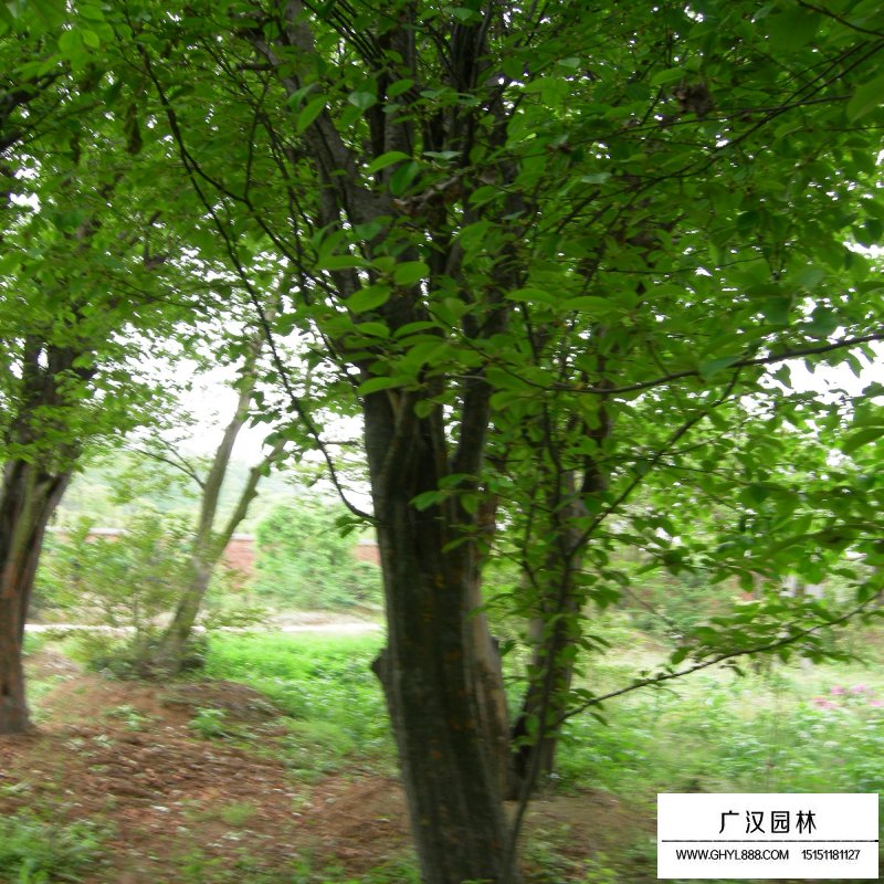 沭阳木瓜树价格