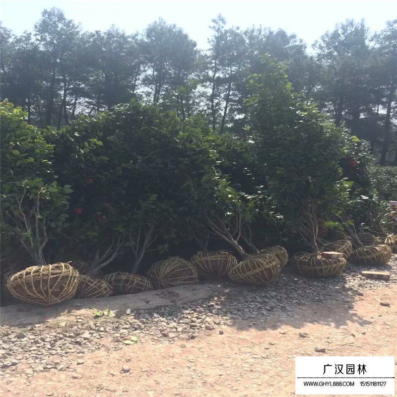 耐冬基地