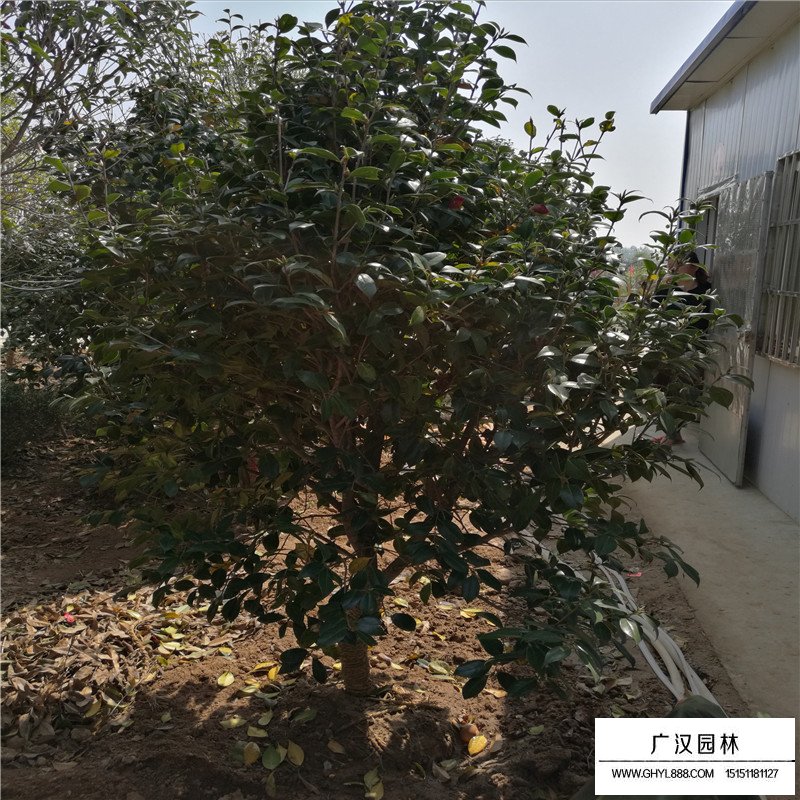 耐冬基地