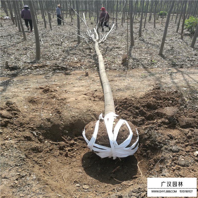 南栾价格