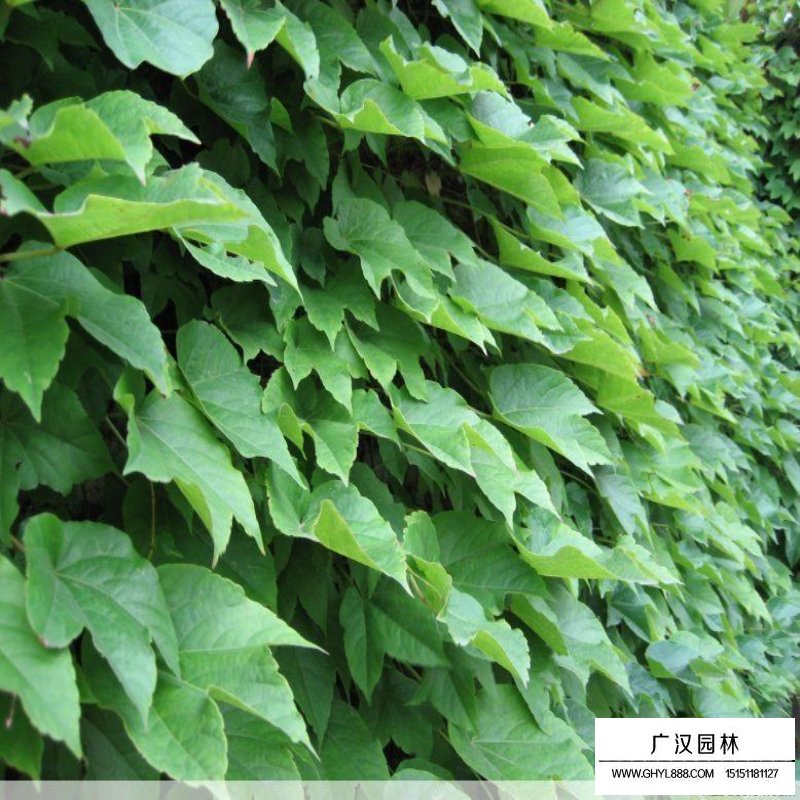 爬墙虎基地