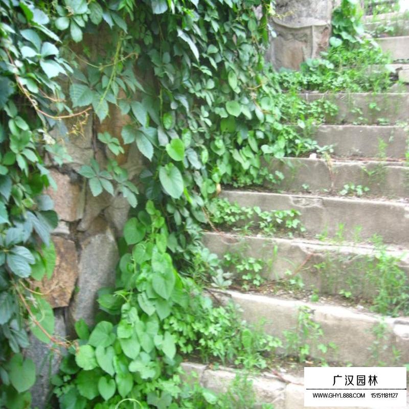爬墙虎基地