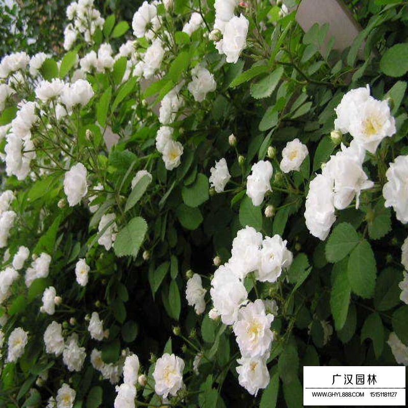 爬墙梅基地