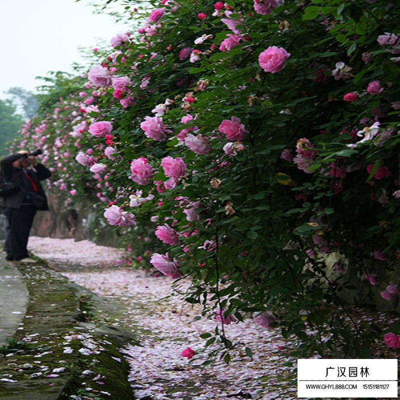 爬墙梅基地