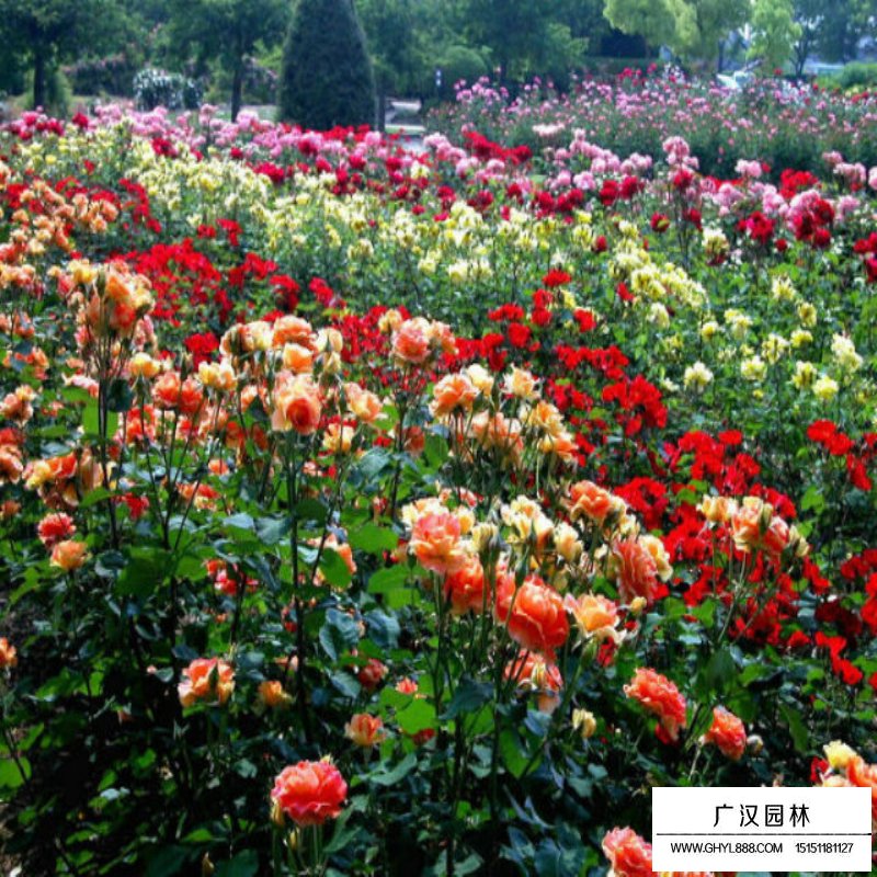 爬墙梅基地