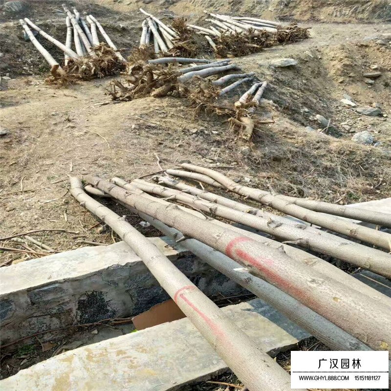 沭阳泡桐树价格
