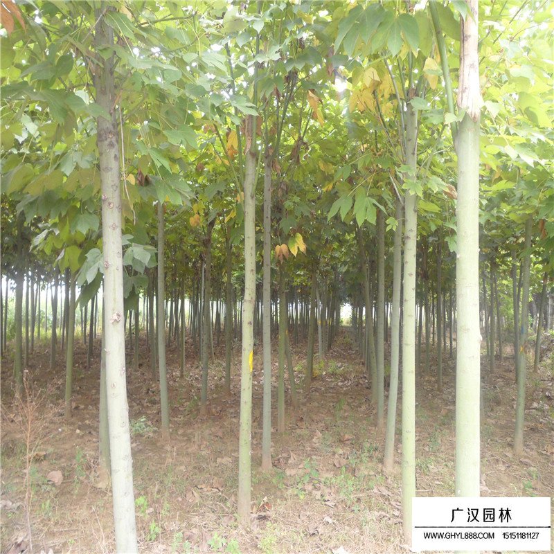 青铜树价格