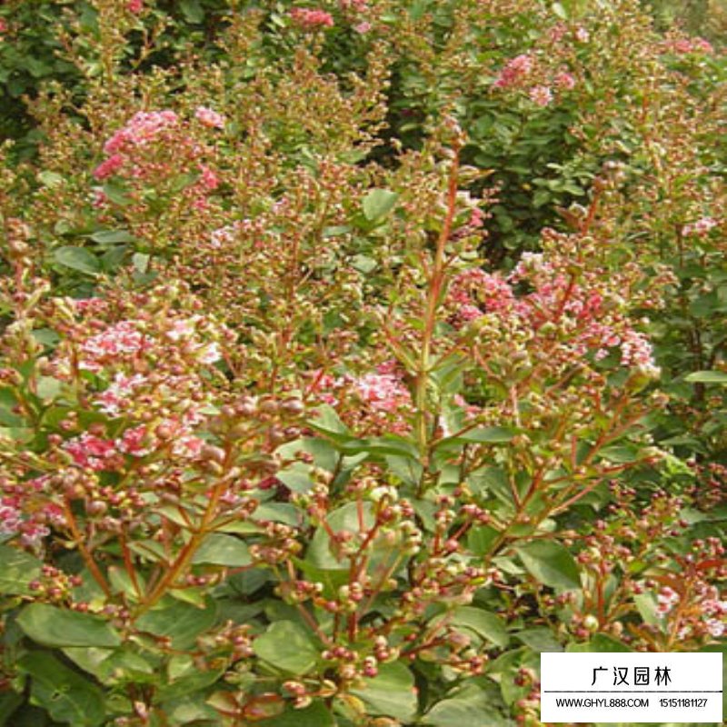 日本矮紫薇价格
