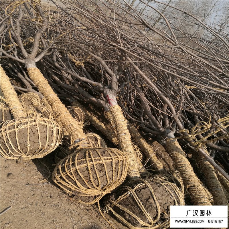 日本晚樱基地