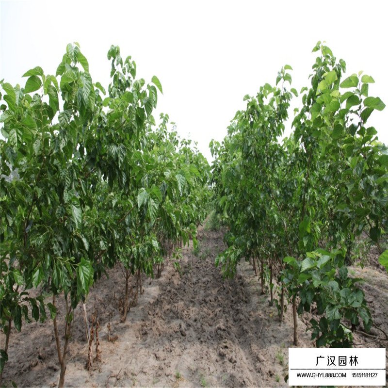 沭阳桑树基地