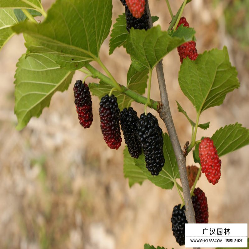 桑枣树价格