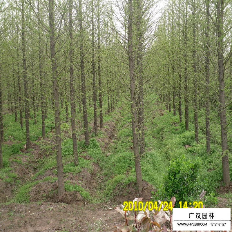 30年水杉树价格