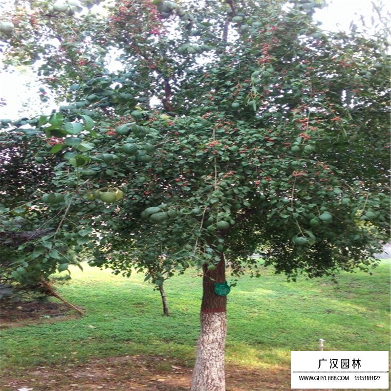 丝棉木价格
