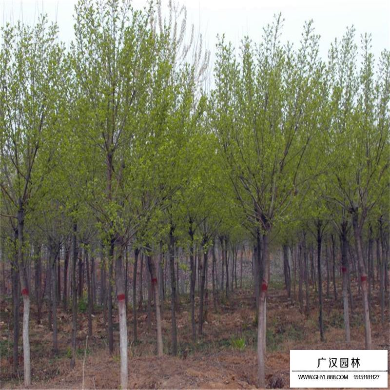 丝棉木价格