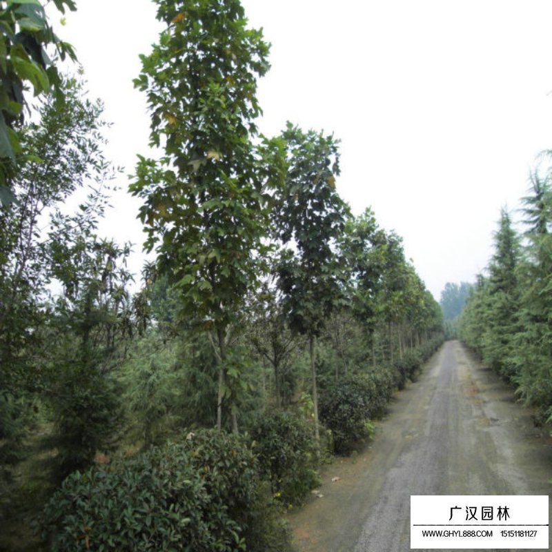 圣诞树基地