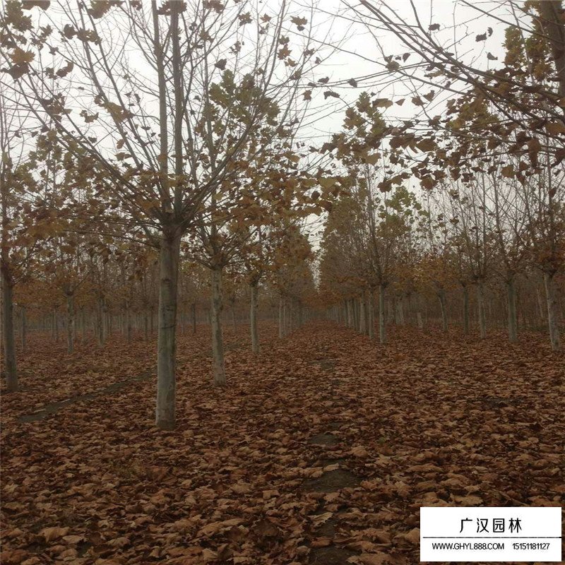 沭阳速生法桐